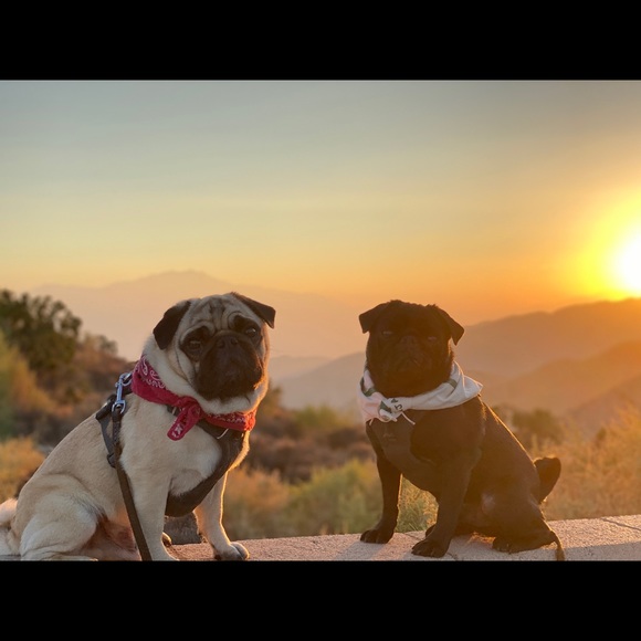 Meet your Posher, Lauren - Picture 3 of 6